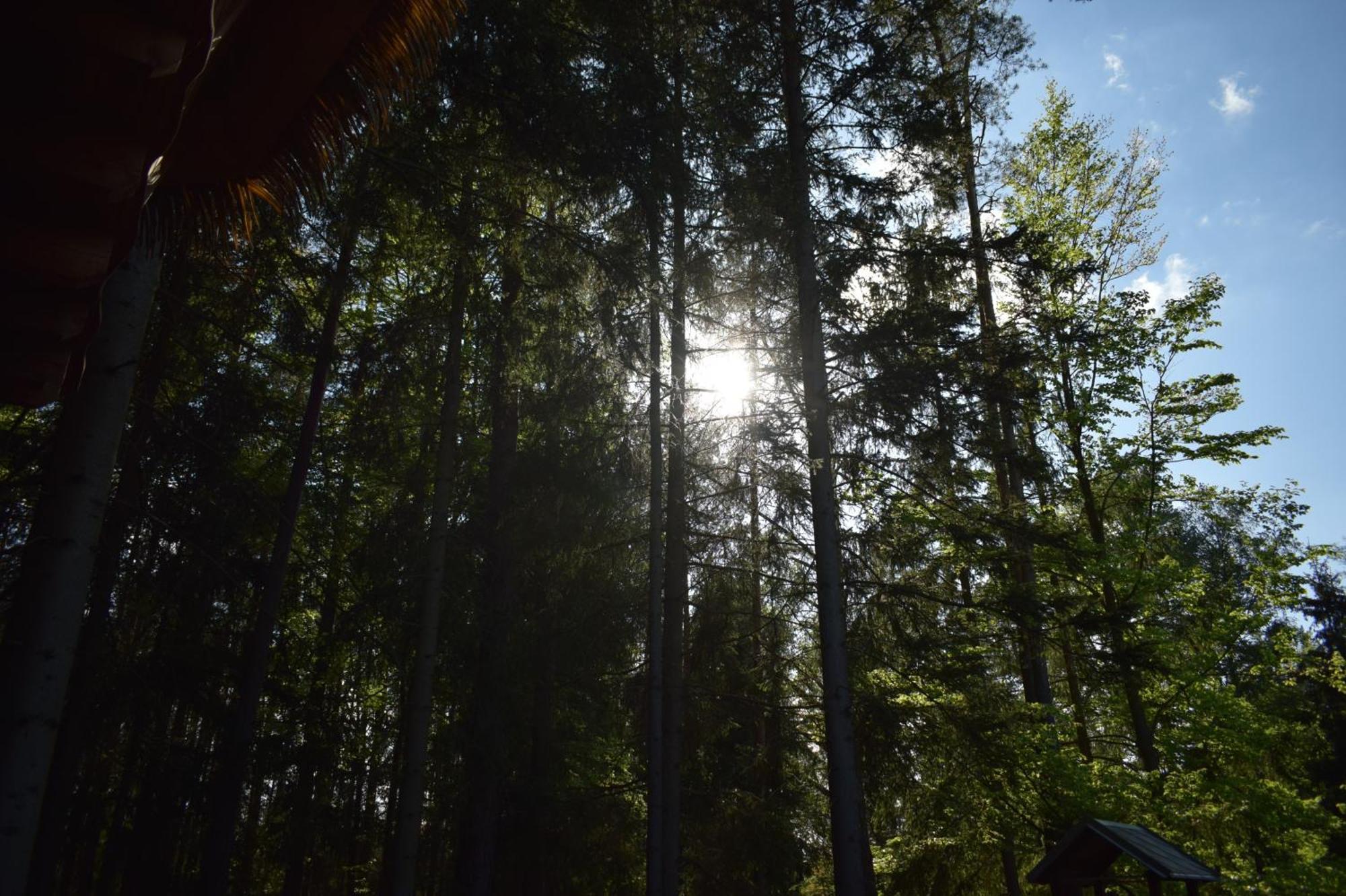 Treehouse U Rybnika Hotell Osecna Exteriör bild